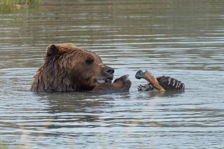 Alaska Wildlife Day Tour with Free Hotel Pickup