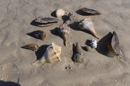 2-hour Shelling Boat Tour in the 10,000 Islands