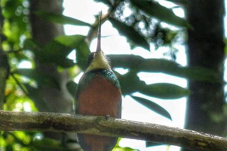 Birdwatching, Waterfall, Rainforest and Island Nature Tours