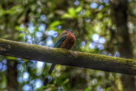 Birdwatching, Waterfall, Rainforest and Island Nature Tours