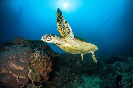 Two boat dives trip