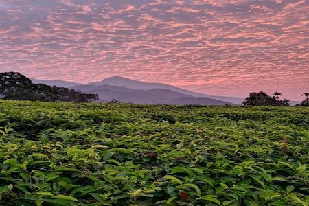 Private Custom Tour: Munnar tea estate Sightseeing with guide