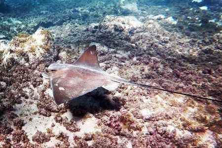Snorkeling in Gran Canaria with Hotel Pick-up
