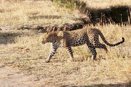 3 Days Masaai Mara Joining Safari