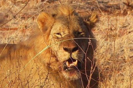 3 Days Mombasa, Taita Hills and Ngutuni Sanctuary Wildlife Safari