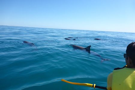 Private Double Island Point Wildlife Kayak or Surf Tour - Noosa