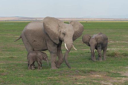 3 Days Tsavo East, Taita Hills Saltlick and Amboseli Kenya Safari