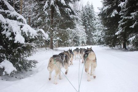 Husky Dog Sledding Tour From Riga