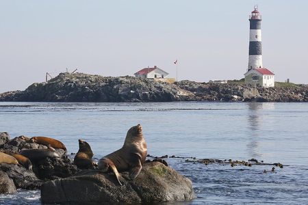 Victoria Marine Wildlife Tour