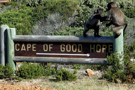 Cape of Good Hope, Cape Point & Penguins Private customizable Full Day Tour