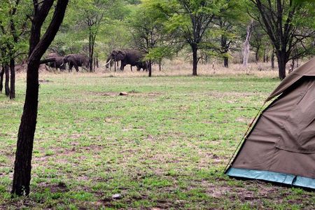 2 days budget safari (Tarangire)
