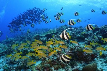 Full Day Maldives Adventure