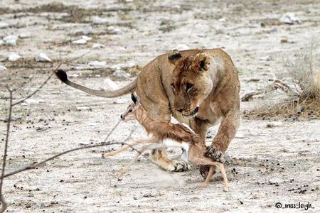 6 Day Sand, Sea & Etosha Budget Camping Safari