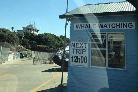 Whale Watching in Hermanus 