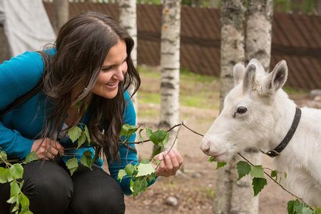 Arctic Animals - Visit to reindeer and husky farms