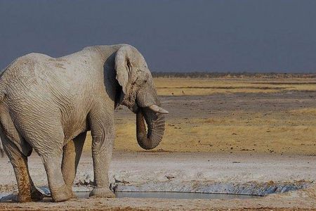 06 Days Etosha, Swakopmund and Sossusvlei | Guided Lodge