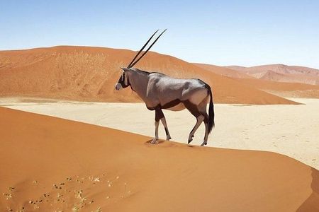 06 Days Safaris In Namibia
