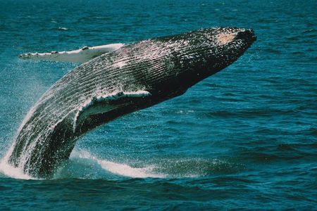 Whale and Dolphin Watching Cruise from Cape May
