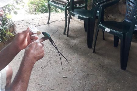 Private Rockland Bird Sanctuary Tour from Montego Bay 