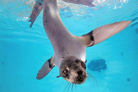 New England Aquarium Admission Ticket