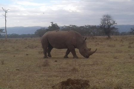4 Days Maasai Mara and Lake Nakuru Unforgettable Safari