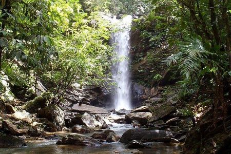 Trinidad Rainforest Hike to Waterfall