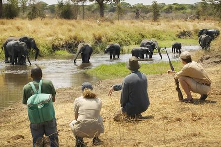 Three days Mikumi National Park, game drive and walking safari inside the park