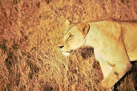 Nairobi National Park Half Day Tour
