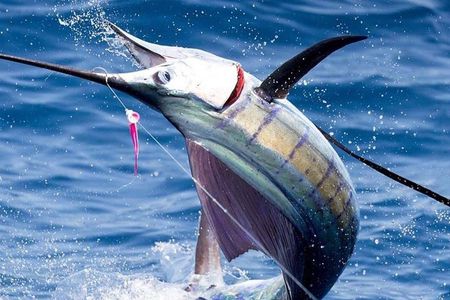 Deep Sea Fishing (Street Food and Beer Included)