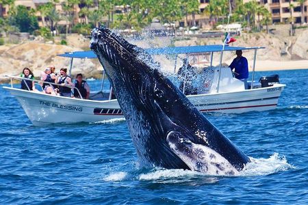 Whale Watching Tour -Incl FREE photos & Whale Sightings Guarantee