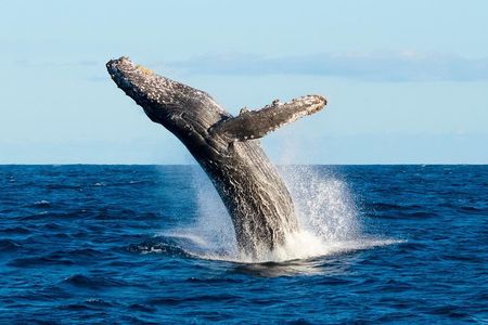 SMALL GROUP Whale Watch | Cabo San Lucas | Biologist | FREE Pics 