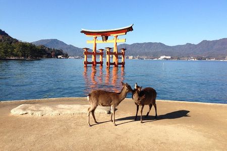 Miyajima full day tour