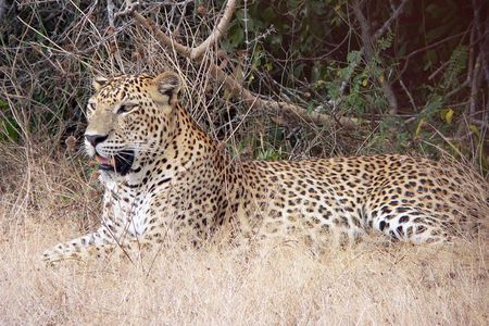 Yala National Park Safari from Mirissa