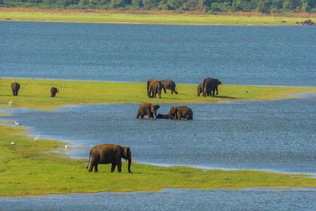 Minneriya National Park Safari from Habarana