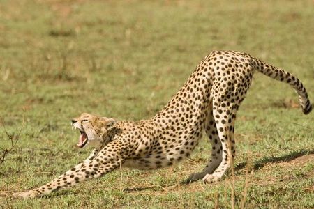 4 Days Tanzania Safari- Lake Manyara NP, Serengeti Np and Ngorongoro Crater