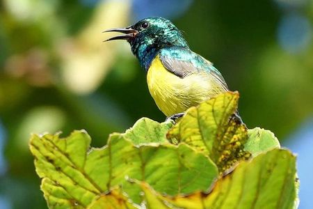 8 Days Safari to Mikumi, Ruaha & Udzungwa Mountains