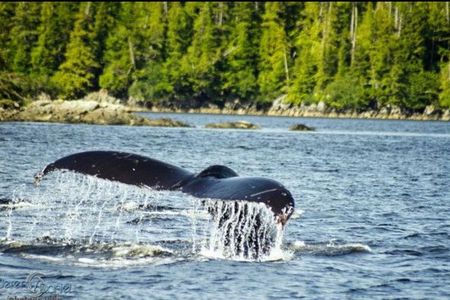 Saltwater Expedition Sightseeing & Wildlife - 6 Passenger Boat