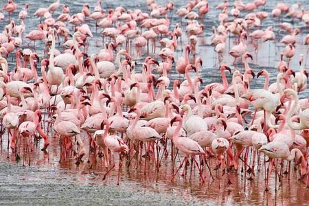 7 Days Kenya Tour Budget Safari