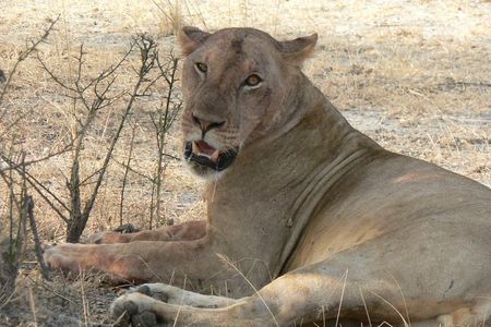 8-Day Mikumi National Park and Zanzibar Beach Holiday