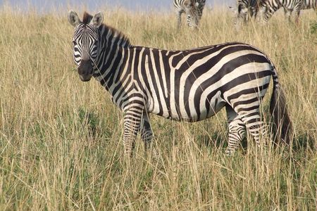2 Days Tsavo East and West
