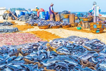 Fishing Village & Mangrove Tour Experince at Negombo (Starting from Colombo)