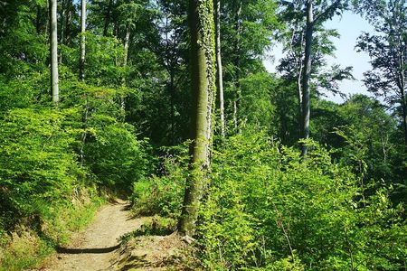 Perceive Zagreb Like a Local - Medvednica Nature Park Hiking