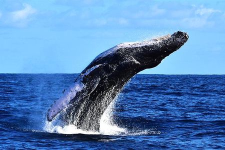 Zodiac Whale Watching Adventure - Incl FREE photos & Whale Sightings Guarantee