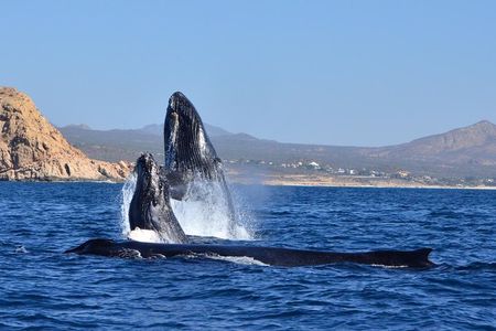 ZODIAC Whale Watch Tour | Cabo San Lucas | Biologist | FREE Pics 