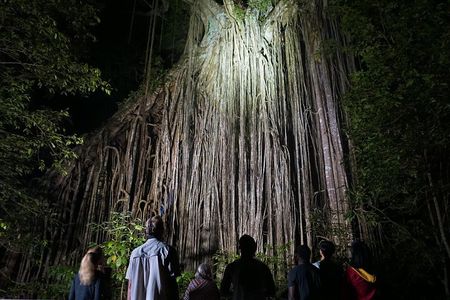 Atherton Tablelands Rain Forest by Night from Cairns