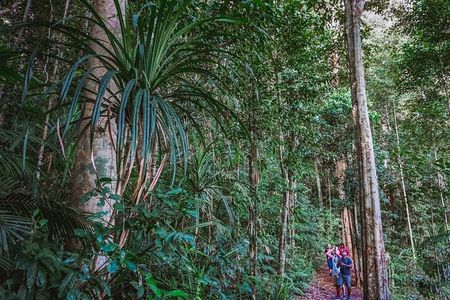 Atherton Tablelands Rain Forest by Night from Cairns