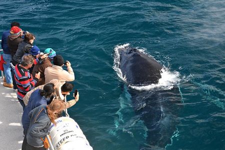Educational Whale Watching Tour from Perth