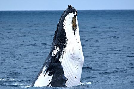 Educational Whale Watching Tour from Perth