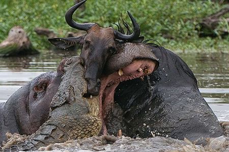 3 Day Private Safari in Serengeti and Ngorongoro National Park
