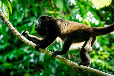 Deluxe Private Manuel Antonio Park Tour